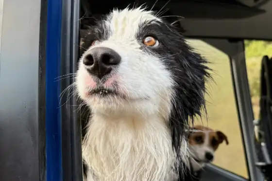 Miraculous Rescue: Hiker’s Dog Reunited After Surviving a Week in Wild New Zealand Forest